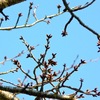 図書館の裏の桜はまだ蕾