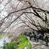 今年最後のお花見ラン？