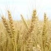 聖書の植物（９）ー「麦」