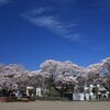 公園の桜が満開になりました(2022/04/02)