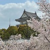 昨日は、岸和田へ桜満開の岸和田城！