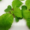 ミニ白菜12日目(水耕栽培)