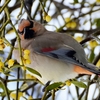 日本　自宅周辺の冬の野鳥たち