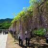 白毫寺（丹波市）の 藤の見ごろは・・・