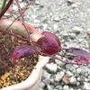 ブルーベリー 紅葉