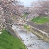 佐保川沿いの桜‥‥(2019*3)