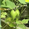 花が咲いて実になって。　～和綿栽培～