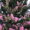 百日紅20240819