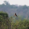 ニシアカアシチョウゲンボウ(Red-footed Falcon)など