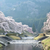 2014 桜 その26 「うぐい川の朝」