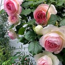 バラとハーブの栽培日記