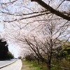 桜並木満開。お花見自粛で、車中桜。