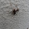 クモとイトトンボの対決
