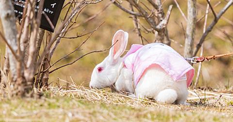 O ナンテコッタイとは ウェブの人気 最新記事を集めました はてな