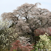 近くで見る又兵衛桜