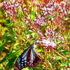 アサギマダラ🦋　雨のち虹🌈　月齢12.4のお月さま🌔✨