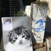猫仲間集う こねこのモイ写真展