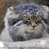 2018年9月23日）神戸市立王子動物園のマヌルネコ、イーリスくん Part2