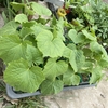 きゅうりの植え付け