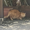 東京都荒川区のニャー