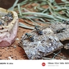石川県ふれあい昆虫館「ハンミョウ」