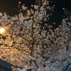 夜桜 観光 宇治  洋菓子マロン