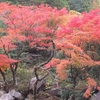 紅葉２０２３　湯の山温泉 ～ 其の二