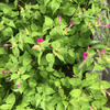 白粉花、白粧花20240711
