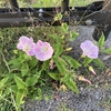 街角花暦　夕べのなぎさを彷徨えば