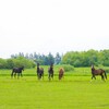 サウジアラビアロイヤルカップ