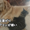 犬は暑さに弱く、猫はエアコンが嫌い。