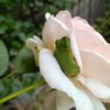 花びらの中で眠るアマガエル