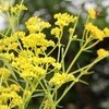 「お花市」、盆花を用意。