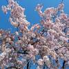 千葉 連夜の花火 in 天津小湊２０２２ 花火大会 日程は？