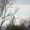 アメリカヘビウ Anhinga