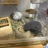 くろごまあん二世 88日目