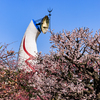 万博記念公園の梅園