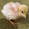 11日目のヒヨコ 羽根がのびてきた #ヒメウズラ