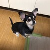 まろにー1517日目