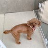 来月、発達検査を受けます！