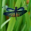 しょうぶ園の花はもう二番花に