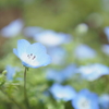 天気が悪かった最近の散歩記録