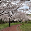 【よつば工房】桜を見に行きました🌸