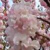 醍醐桜 岡山 ２０２１年 満開に？
