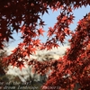 偕楽園の紅葉と二季咲き桜・・