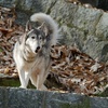 シンリンオオカミ Canis lupus lycaon