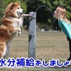 ガン予防にトマト！リコピン吸収率を3倍にする裏技？加熱か生食か徹底解説！