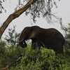 アフリカゾウ(African Elephant)