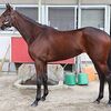 ２８日の検疫で美浦トレセンへ。３回新潟開催・芝のレースを次走に予定しています。☆シベール