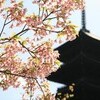 早くも桜